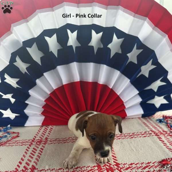 Pink, Jack Russell Terrier Puppy
